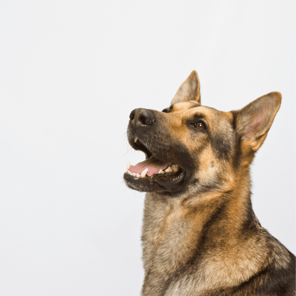 German Shepherd's Neck