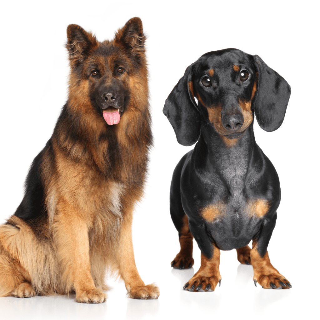 German Shepherd Dachshund Mix Breed Guide GSD World